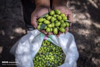 برداشت نوبرانه طلای سبز در جنوب گیلان