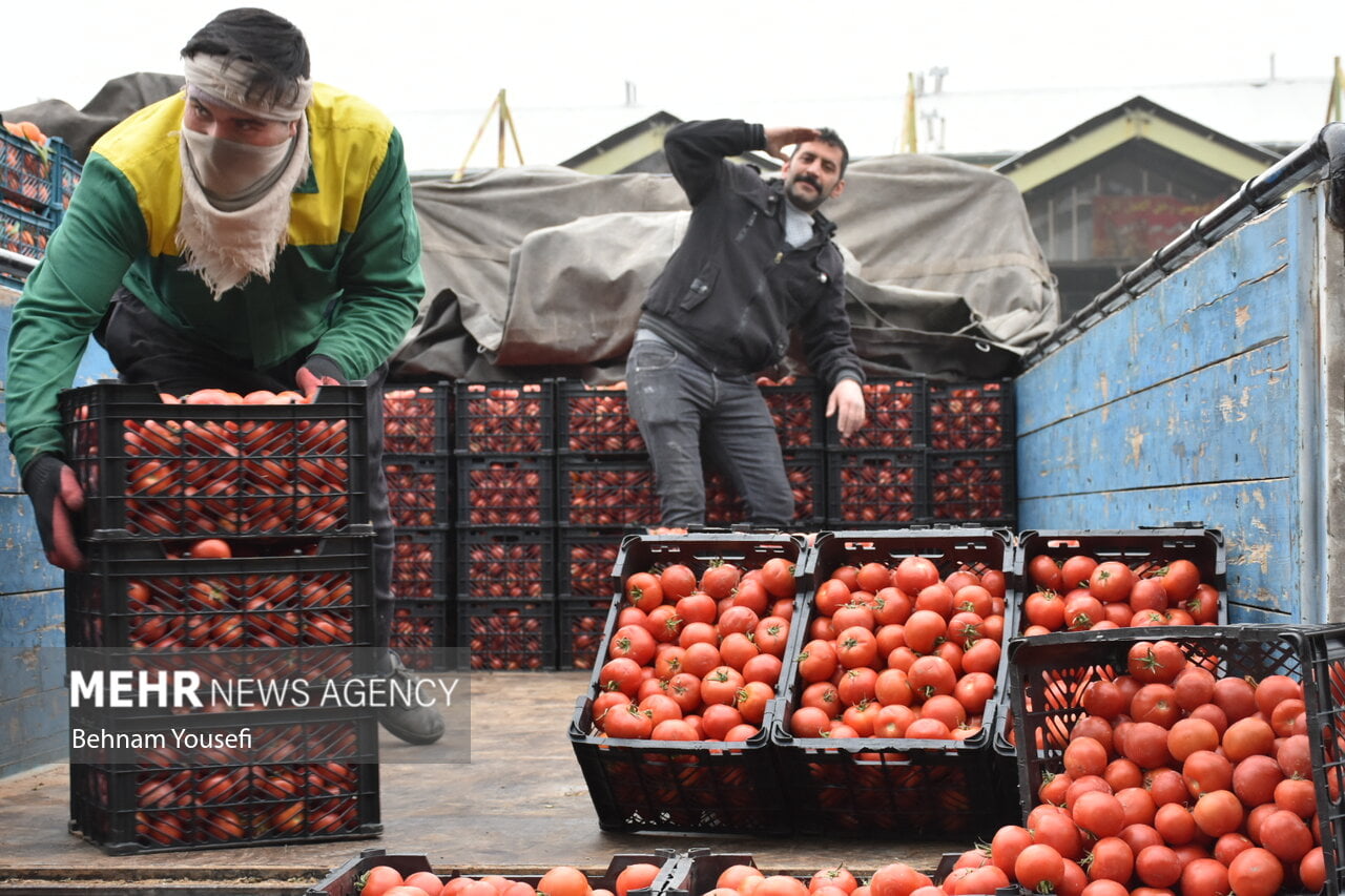 اعلام قیمت عمده انواع میوه وسبزی/هر کیلو گوجه ۳۵ تا ۴۵ هزار تومان