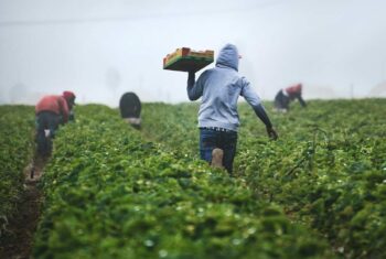 مسیر صدور مجوز کشت کوتاه‌تر و راه سرمایه‌گذاری هموارتر می‌شود