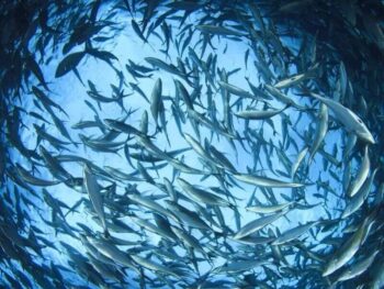 رهاسازی ۴۰۰ میلیون قطعه بچه ماهی در سال