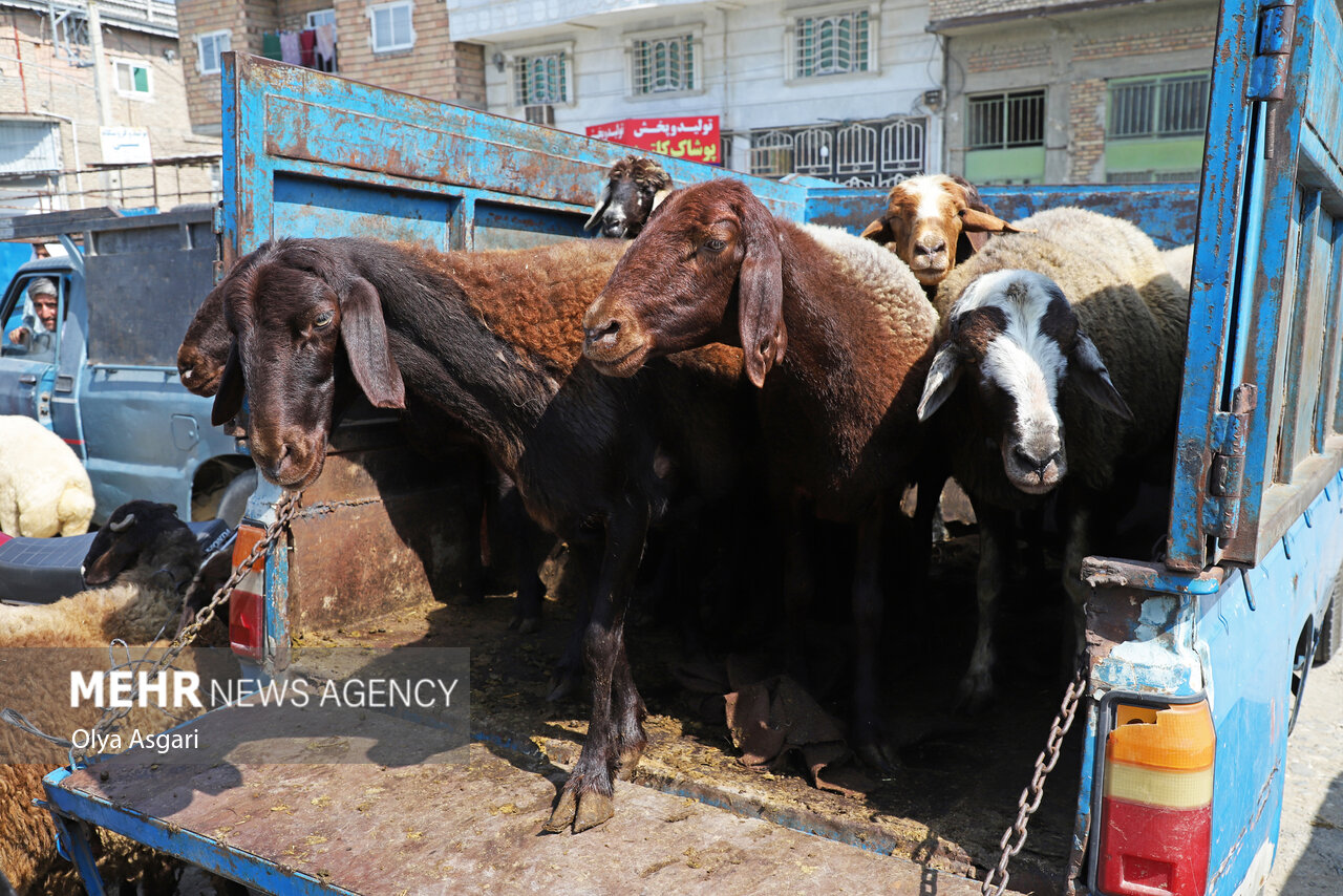 کشتار دام در سال ۱۴۰۲ چقدر بود؟