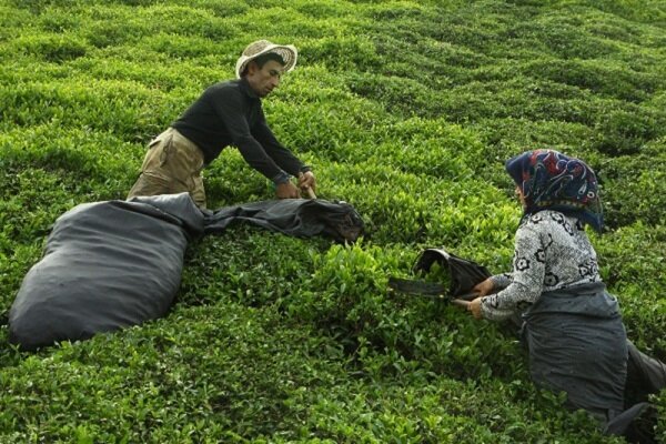 در ۵ ماهه نخست سال ۴ هزار تن چای صادر و ۲۰ هزار تن وارد شد